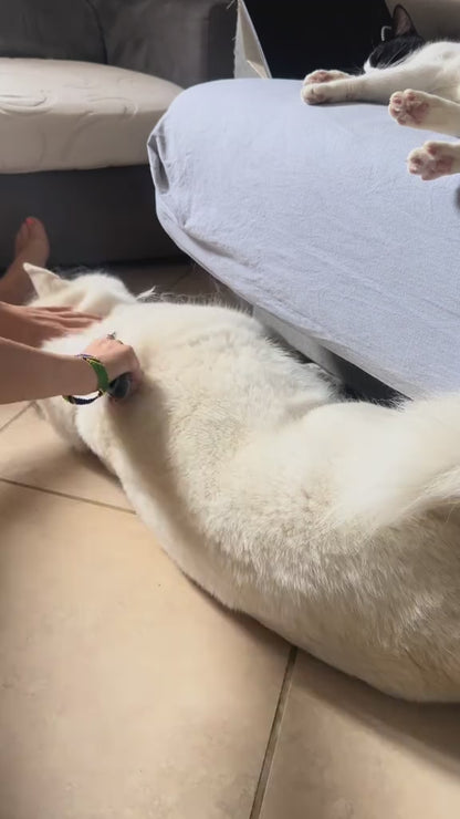 Pettine per cani e gatti